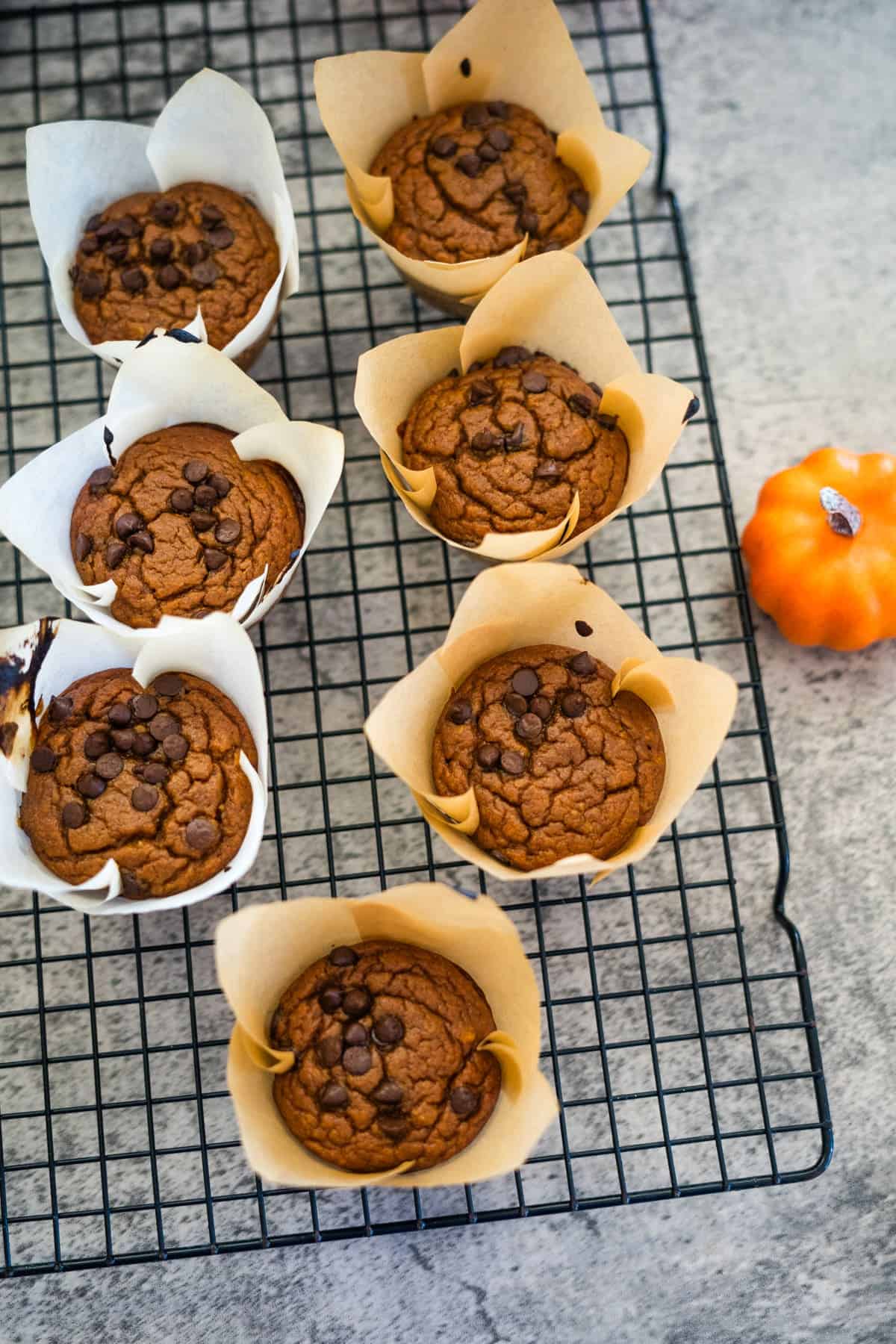 Eight chocolate chip muffins in parchment paper liners are cooling on a wire rack. A small decorative orange pumpkin is placed on the gray countertop beside the rack.